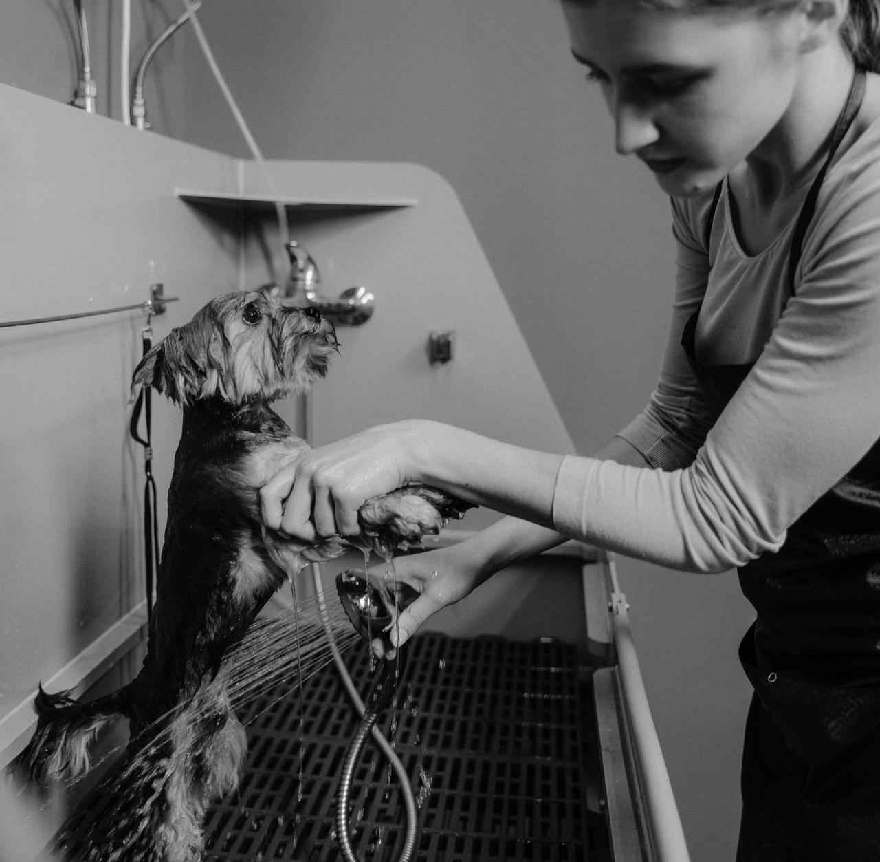Woman washing a small dog in a grooming salon sink, black and white photo.