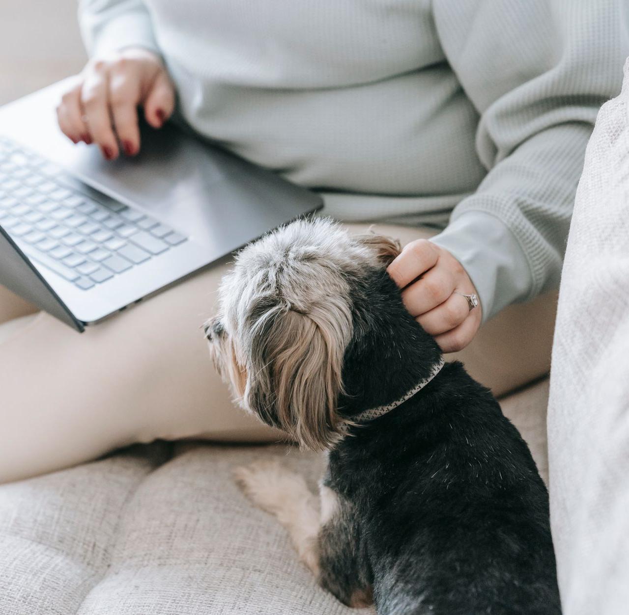 From above of crop faceless female freelance worker stroking obedient Yorkshire Terrier and typing on netbook while sitting on comfy sofa at home