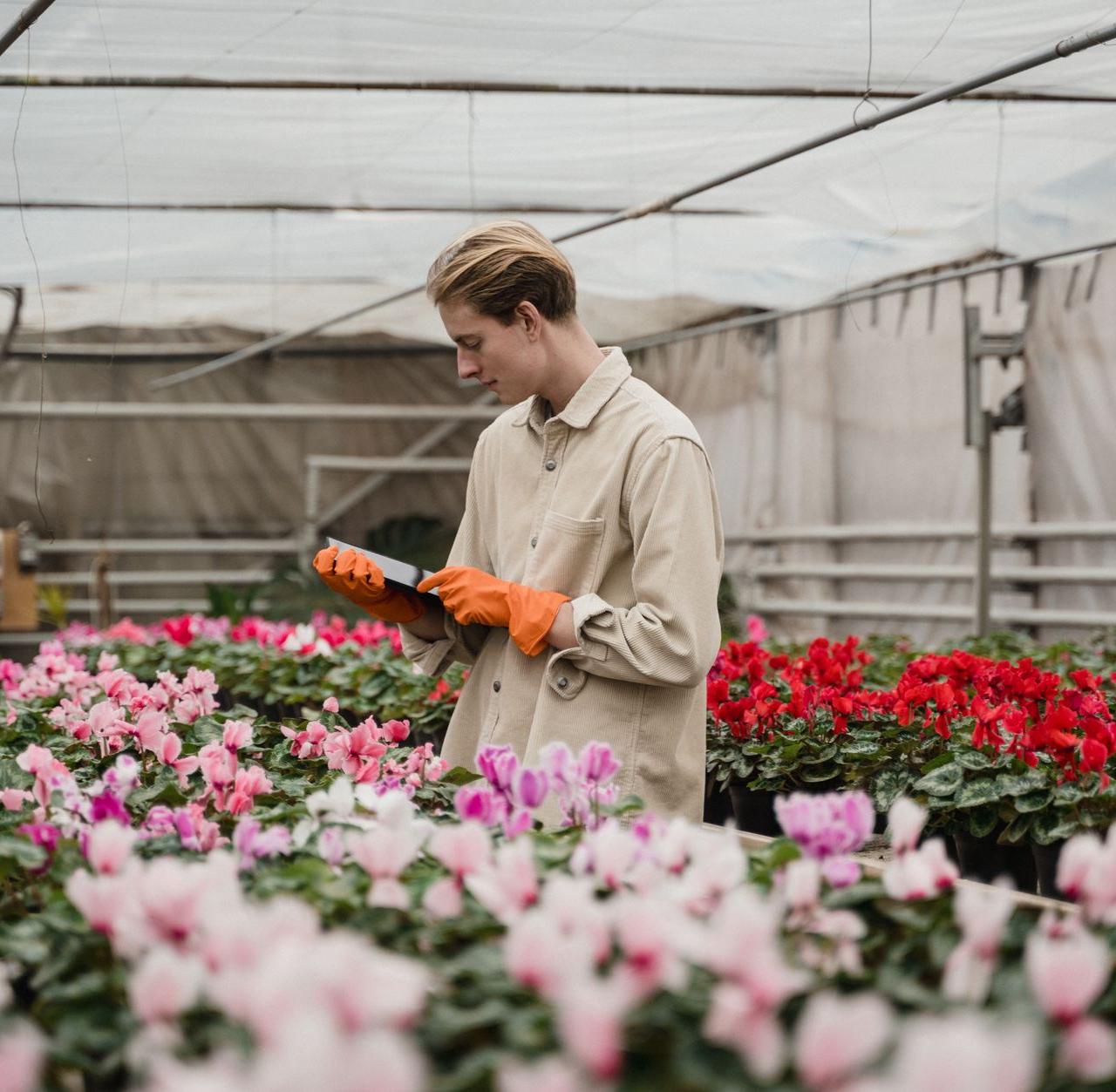 A horticulturist wearing gloves inspects vibrant flowers in a greenhouse.
