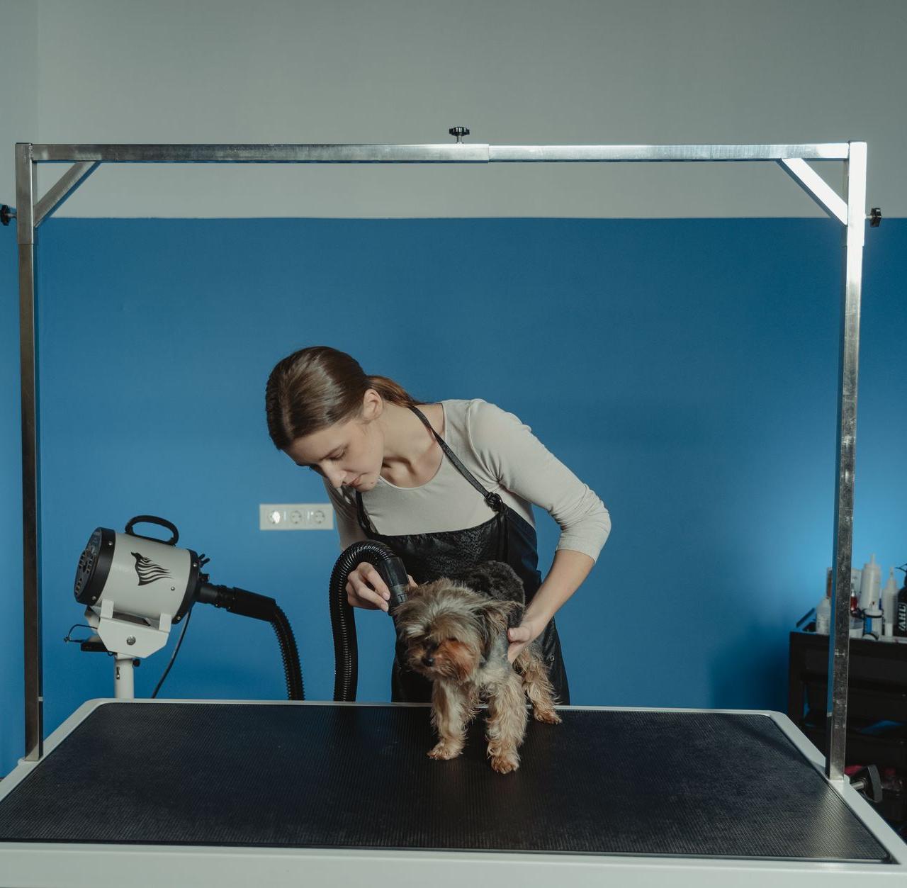 A woman groomer styling a Yorkshire Terrier on a grooming table indoors.