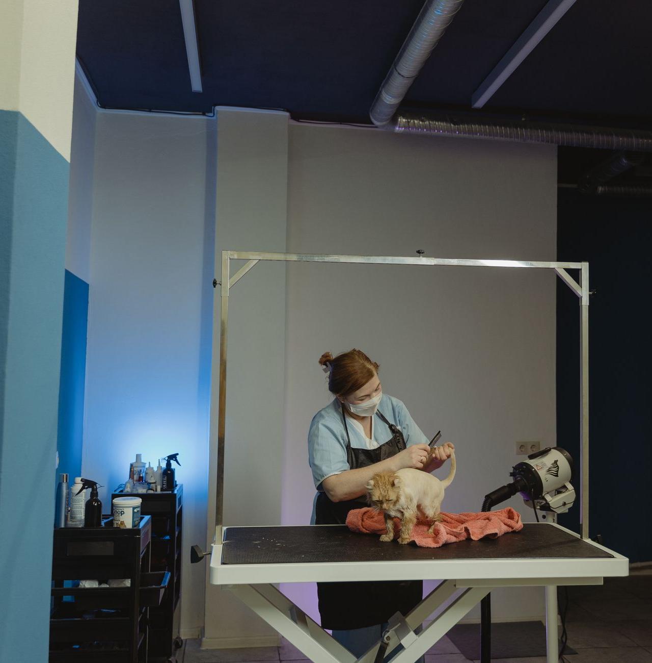 A pet groomer trims a dog's fur on a grooming table in a professional salon setting.