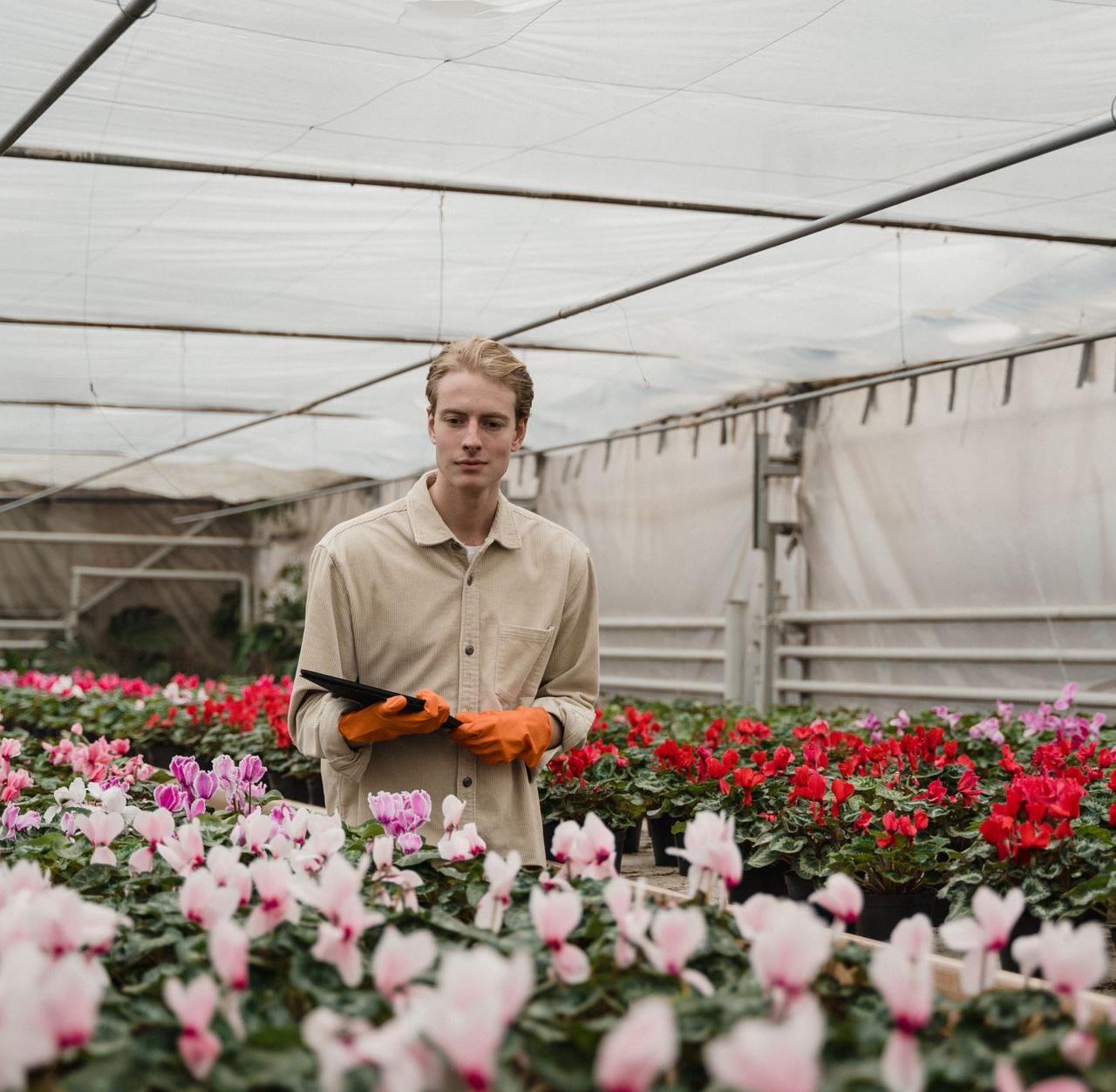 A young gardener tending cyclamen flowers in a greenhouse using a digital tablet.