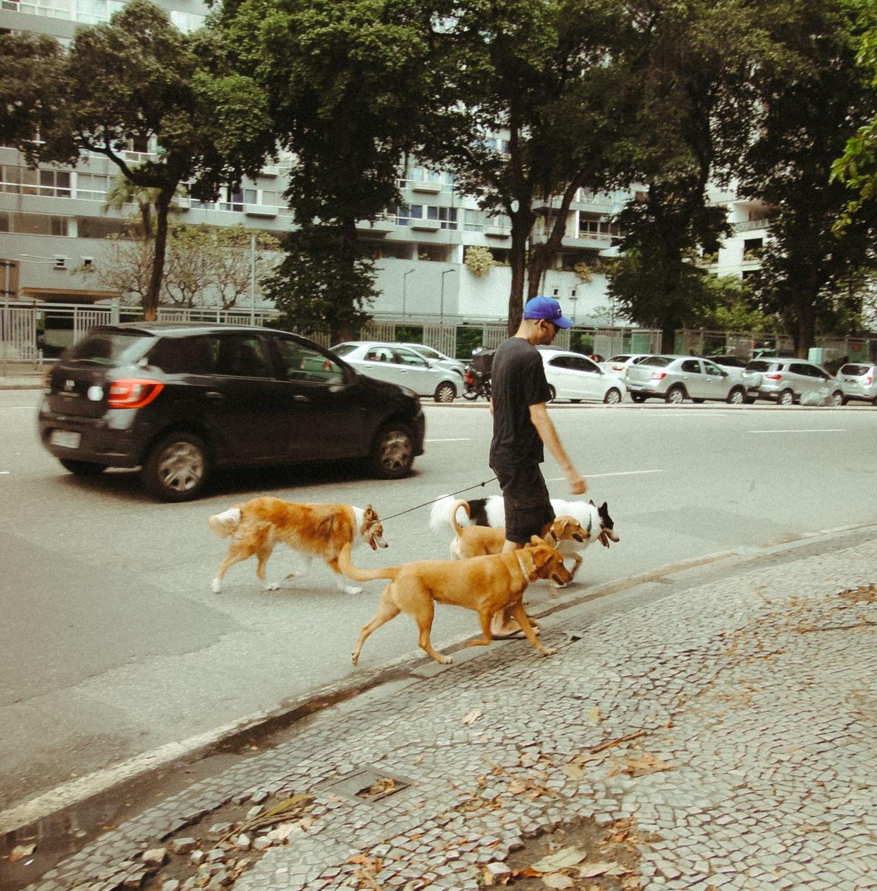 A man walks several dogs on a city street in Rio de Janeiro, Brazil, showcasing urban life.
