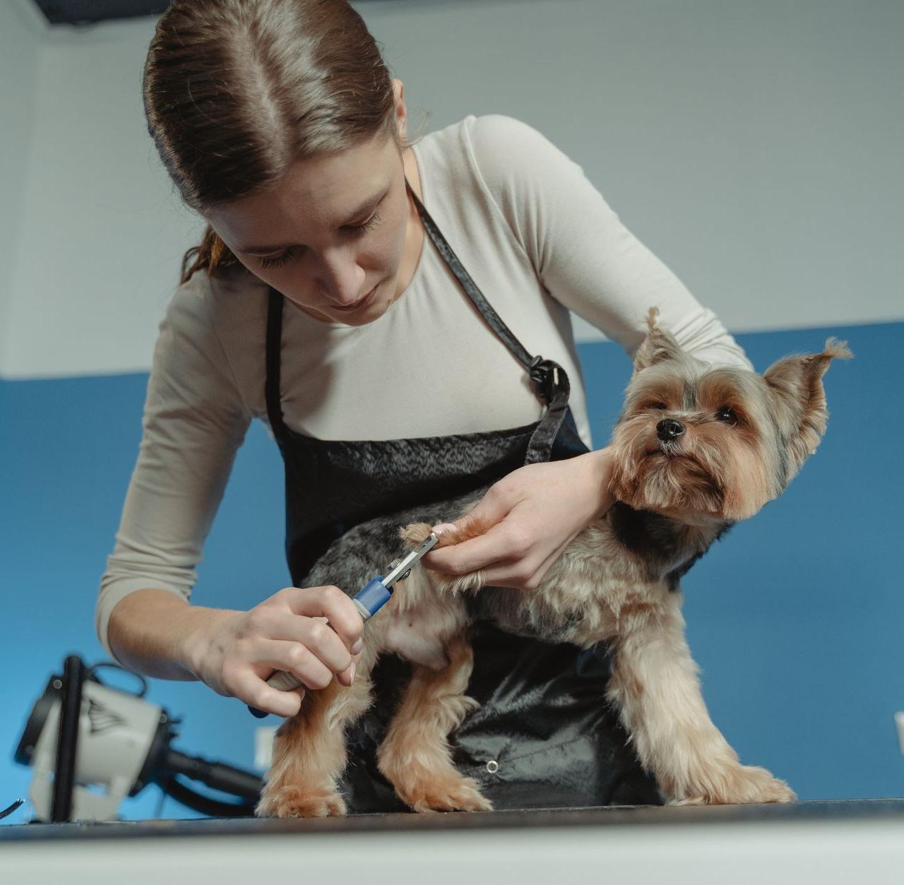 A female pet groomer trims a terrier dog's fur in an indoor grooming salon.