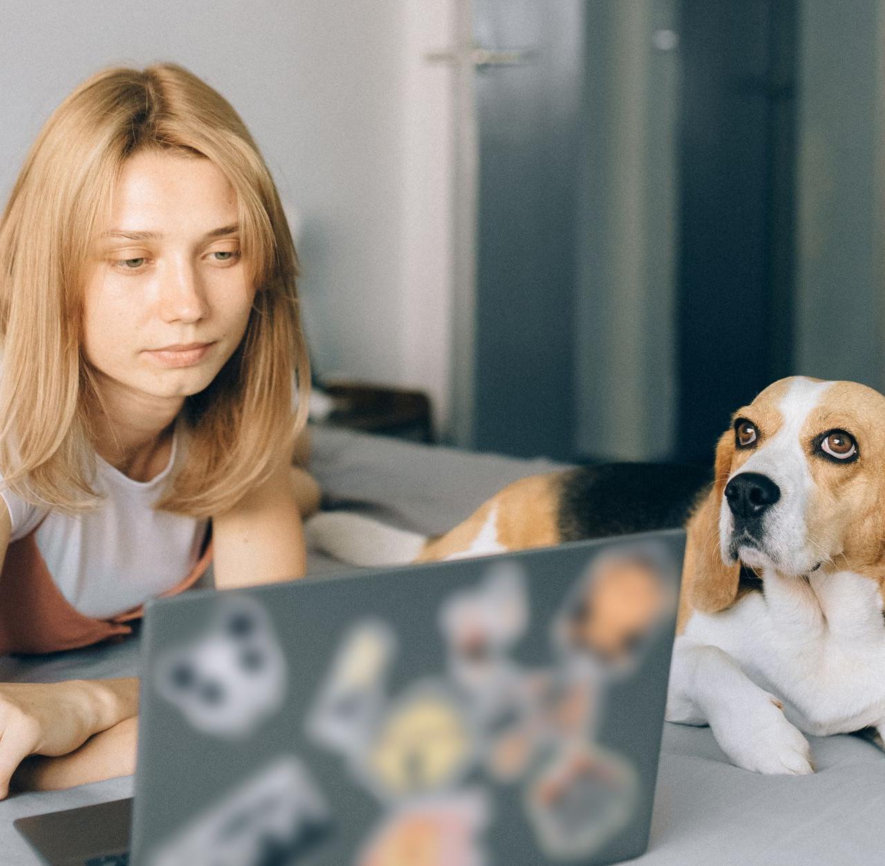Young woman working on a laptop with her beagle by her side, indoors on a bed.