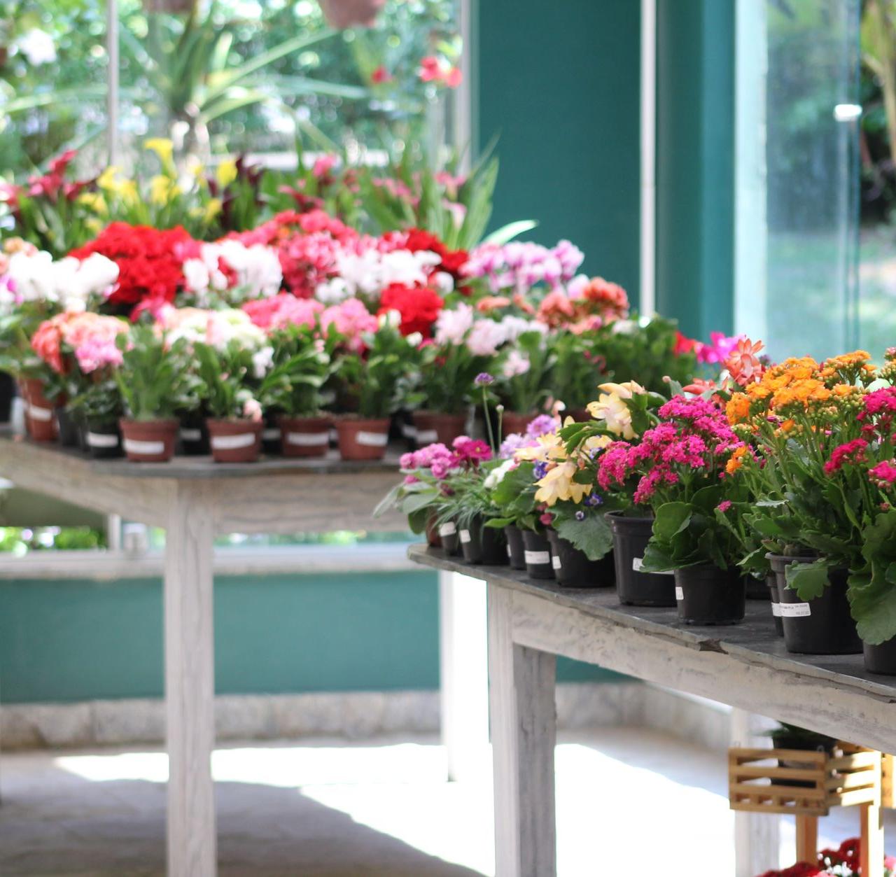 Colorful display of potted flowers in a Rio de Janeiro florist shop.